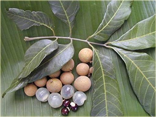 Longan jadalny Smocze oko krewniak liczi