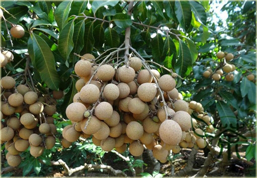 Longan jadalny Smocze oko krewniak liczi