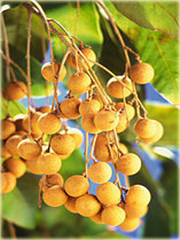 Longan jadalny Smocze oko krewniak liczi
