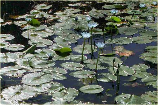 Lotos wodny niebieski, nurzykłąb