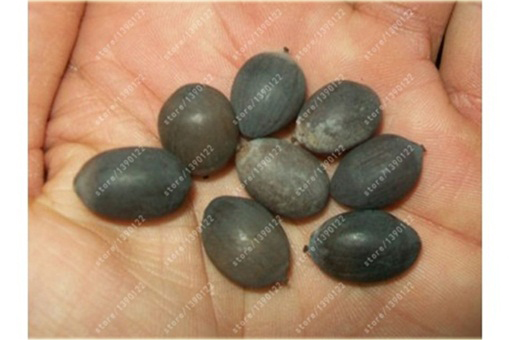 Lotos wodny niebieski, nurzykłąb