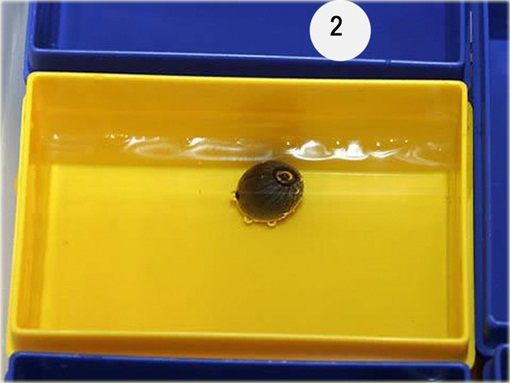 Lotos wodny niebieski, nurzykłąb