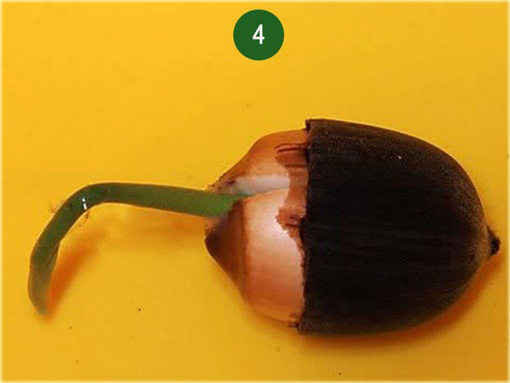 Lotos wodny niebieski, nurzykłąb