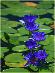 Lotos wodny niebieski, nurzykłąb