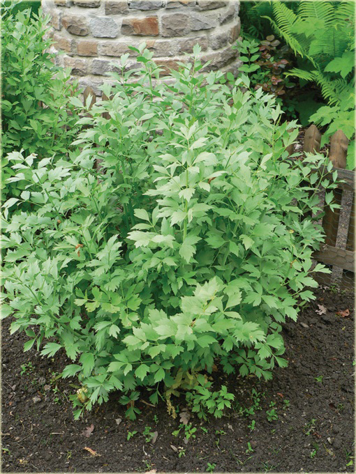 Lubczyk ogrodowy aromatyczna przyprawa, lubiśnik lekarski, korzeń, łakotne ziele, mleczeń