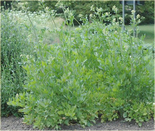 Lubczyk ogrodowy aromatyczna przyprawa, lubiśnik lekarski, korzeń, łakotne ziele, mleczeń