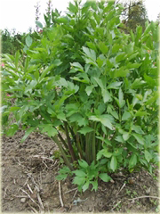 Lubczyk ogrodowy aromatyczna przyprawa, lubiśnik lekarski, korzeń, łakotne ziele, mleczeń
