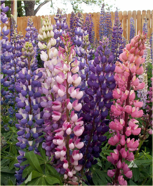 Łubin trwały różne kolory