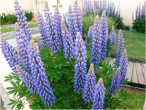 Łubin trwały różne kolory