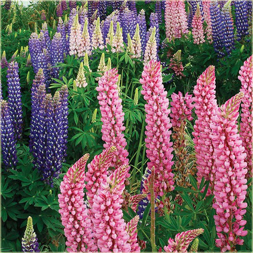 Łubin trwały różne kolory