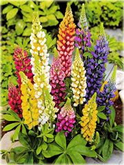 Łubin trwały różne kolory