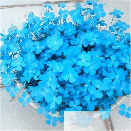 Lucky Grass jasnoniebieska czterolistna okrywowa