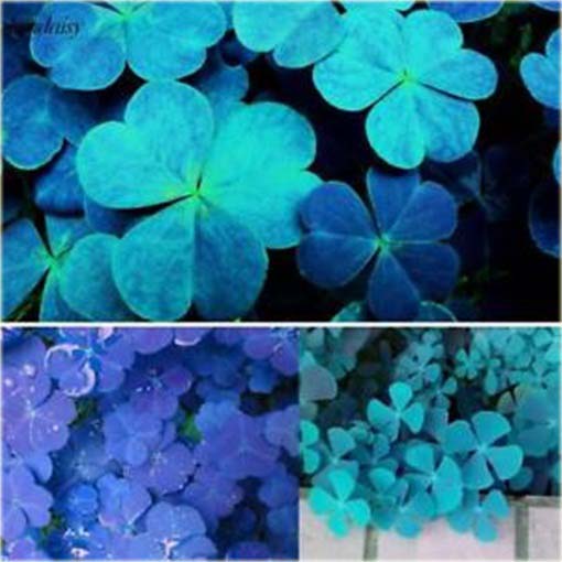 Lucky Grass jasnoniebieska czterolistna okrywowa