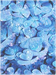 Lucky Grass jasnoniebieska czterolistna okrywowa
