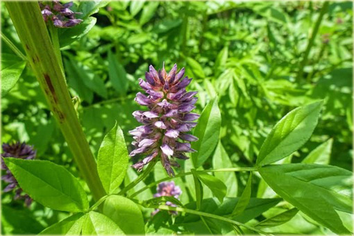 Lukrecja Glycyrrhiza