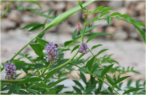 Lukrecja Glycyrrhiza