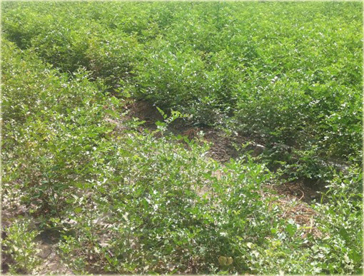 Lukrecja Glycyrrhiza