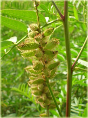 Lukrecja Glycyrrhiza
