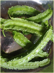 Łust głąbigroszek szkarłatny, fasola Goa jadalna fasola smaczna
