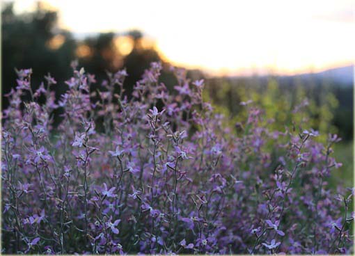 Maciejka, lewkonia długopłatkowa