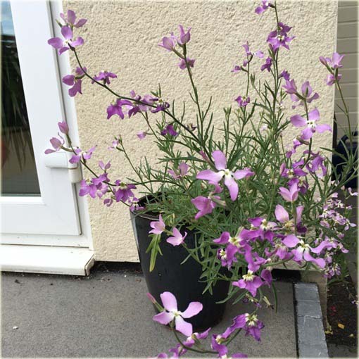 Maciejka, lewkonia długopłatkowa