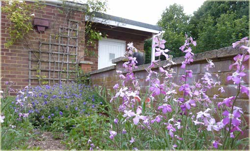 Maciejka, lewkonia długopłatkowa