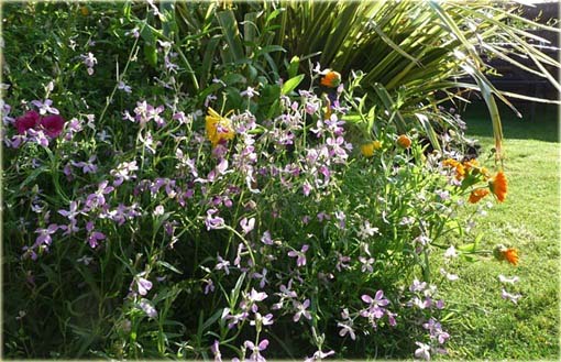 Maciejka, lewkonia długopłatkowa