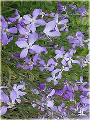 Maciejka, lewkonia długopłatkowa
