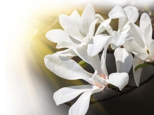 Nasiona Magnolia pospolita, Magnolia officinalis