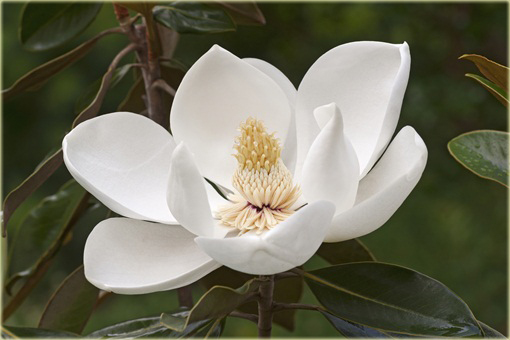 Magnolia pośrednia biała