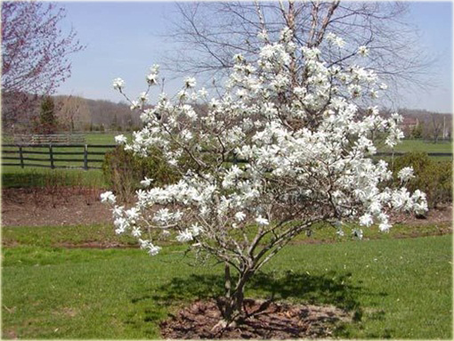 Magnolia pośrednia biała