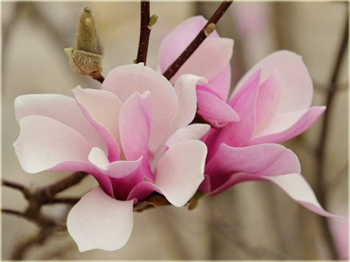 Magnolia pośrednia biało-różowa