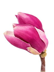 Magnolia pośrednia biało-różowa