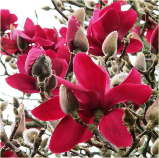 Magnolia pośrednia czerwona