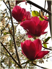Magnolia pośrednia czerwona
