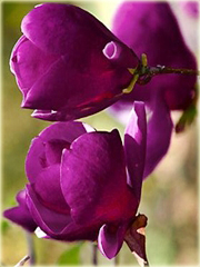 magnolia_posrednia_fioletowa