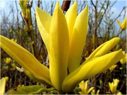 Magnolia pośrednia żółta Yellow River