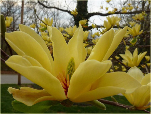 Magnolia pośrednia żółta Yellow River