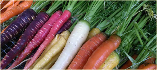 Marchew fioletowa