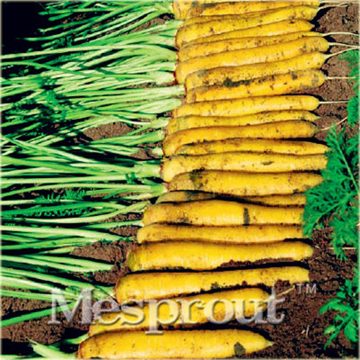 Marchew żółta słodka duża