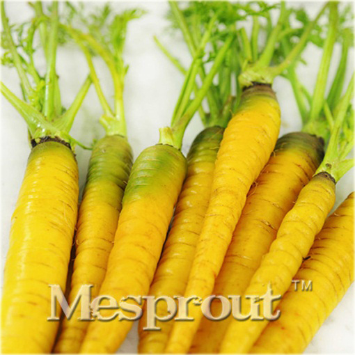 Marchew żółta słodka duża