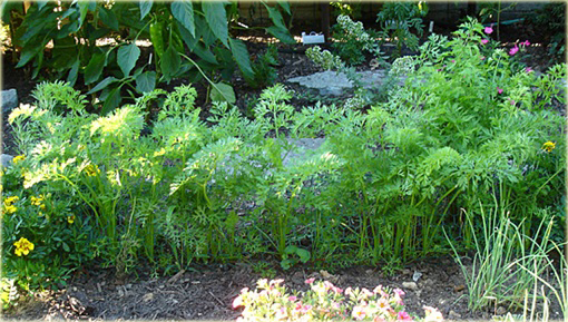 Marchew żółta słodka duża