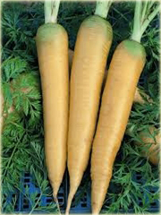 Marchew żółta słodka duża