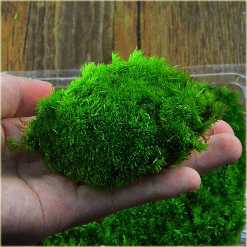 Mech ogrodowy okrywowy zielony dywan zadarniający IRISH MOSS Bryophyta IRISH MOSS