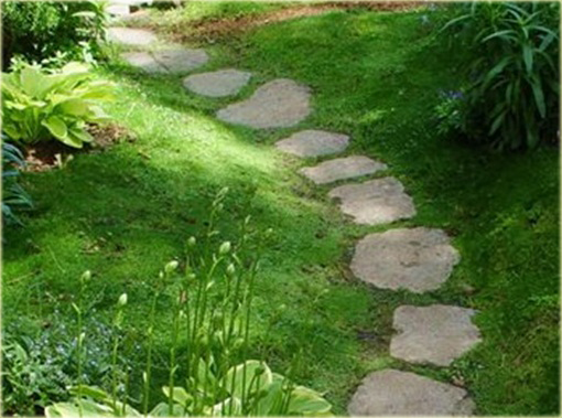 Mech ogrodowy okrywowy zielony dywan zadarniający IRISH MOSS Bryophyta IRISH MOSS