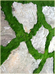 Mech ogrodowy okrywowy zielony dywan zadarniający IRISH MOSS Bryophyta IRISH MOSS
