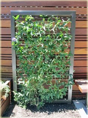 Męczennica Passion Flow