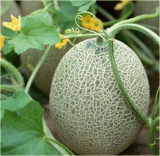 Melon Bali Shi, miękkie jabłko Cucumis melo Bali Shi