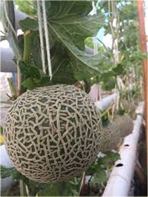 Melon Bali Shi, miękkie jabłko Cucumis melo Bali Shi