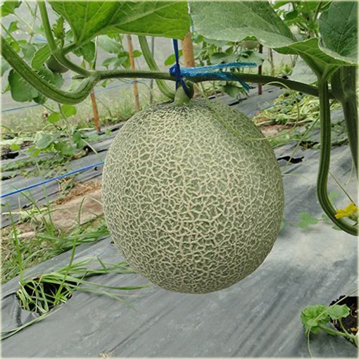 Melon Bali Shi, miękkie jabłko Cucumis melo Bali Shi